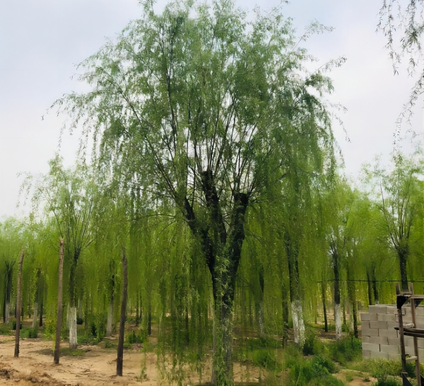 旱柳(1).jpg