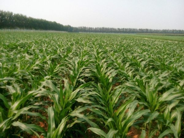 玉米1.jpg
