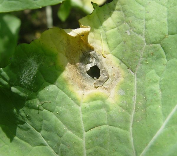 菌核病2.jpg