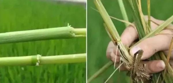 恶苗病14.jpg