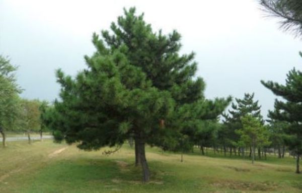 油松.jpg