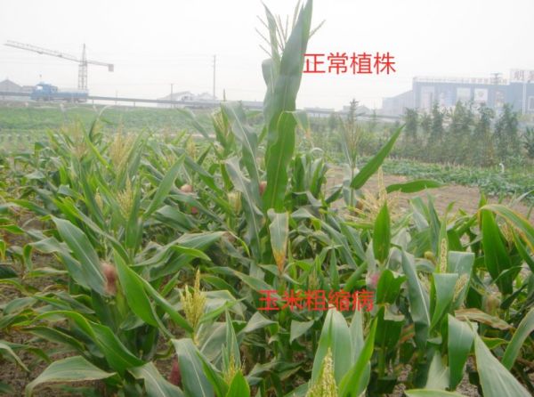 玉米粗缩病.jpg