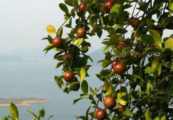 油茶果.jpg