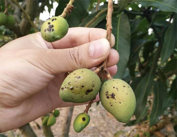 w细菌性黑斑病2.jpg
