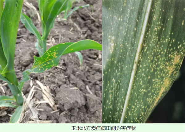 玉米炭疽病.jpg