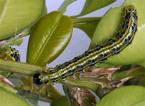 食叶类害虫.jpg