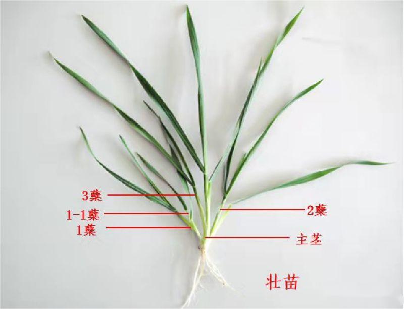 冬小麦.jpg
