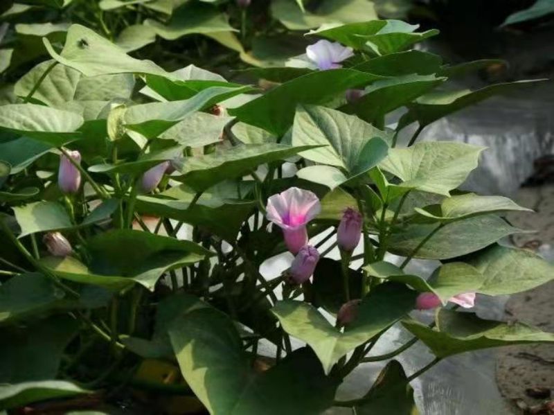 红薯花.jpg