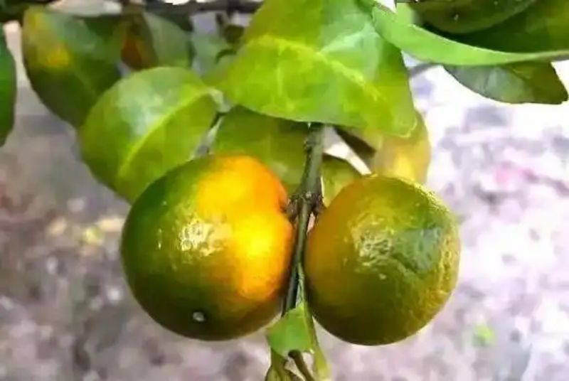 柑橘黄龙病.jpg