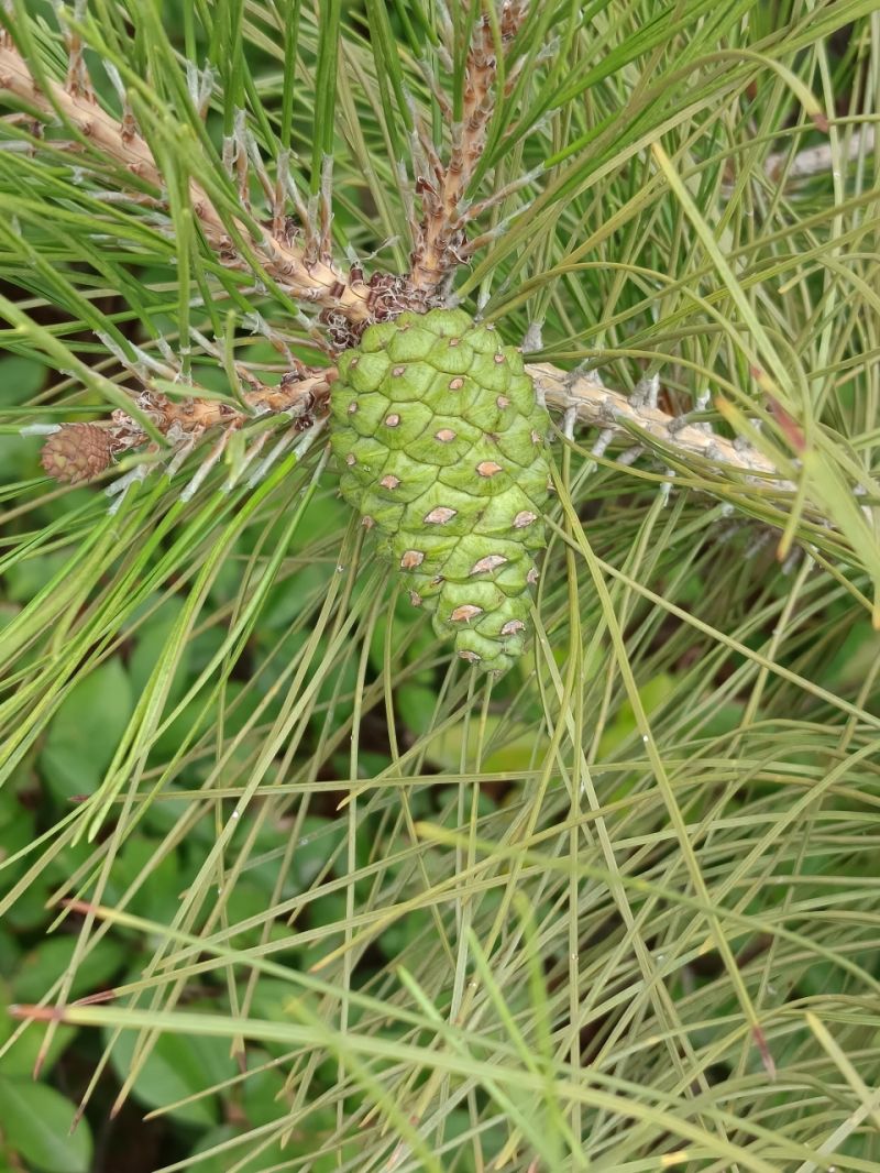 油松1.jpg