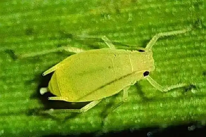 油菜蚜虫.jpg