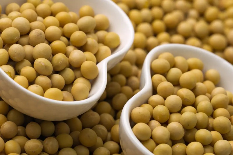 大豆豆3.jpg